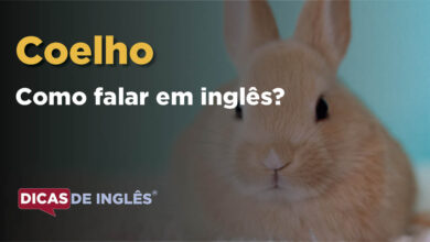 Como falar Coelho em ingles
