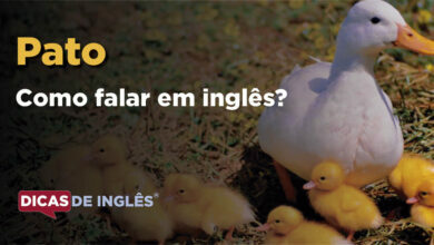 Como falar Pato em ingles