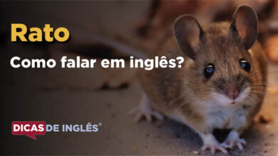 Como falar Rato em ingles