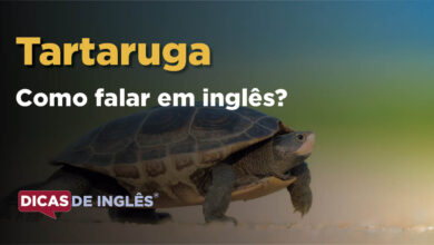 Como falar Tartaruga em ingles