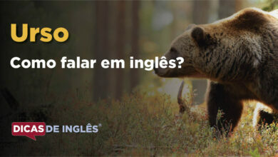 Como falar Urso em ingles